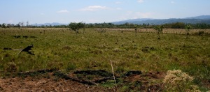 Cattle pasture with Montes Azules Biosphere Reserve in background.