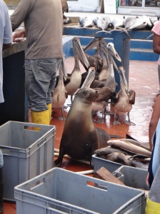 Ecuador_Galapagos Islands_Isla Santa Cruz_fish market in Puerto Ayora