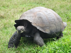 Ecuador_Galapagos Islands_Isla Santa Cruz_Rancho Primicias Wildlife Reserve in Santa Rosa_Giant Land Tortoise
