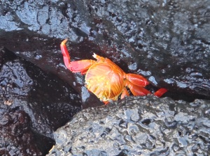 Ecuador_Galapagos Islands_Isla Santa Cruz_Sally Lightfoot crab at  Playa Estacion